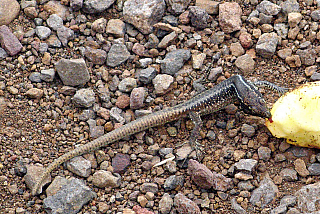 Ponta de São Lourenço (Madeira - Portugalsko)