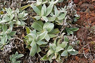 Ponta de São Lourenço (Madeira - Portugalsko)