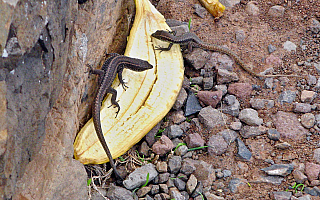 Ponta de São Lourenço (Madeira - Portugalsko)