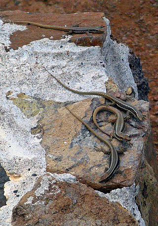 Ponta de São Lourenço (Madeira - Portugalsko)