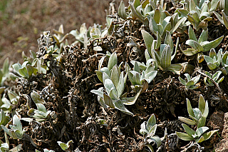 Ponta de São Lourenço (Madeira - Portugalsko)
