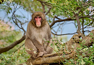 Opičí hora Iwatayama (Kyoto - Japonsko)