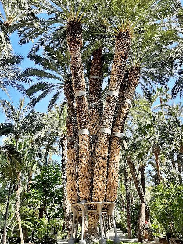 Palmy v Elche (Valencijské autonomní společenství - Španělsko)