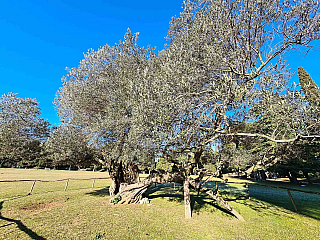 Nejstarší olivovník ve Středozemí na Velikým Brijunu (istrie - Chorvatsko)