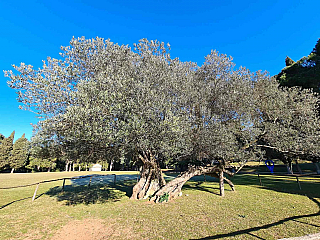 Nejstarší olivovník ve Středozemí na Velikým Brijunu (istrie - Chorvatsko)