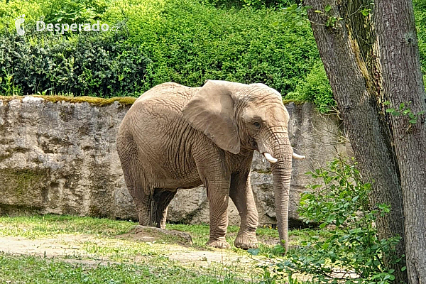 ZOO Zlín v Lešné (Česká republika)