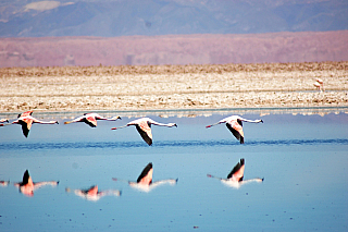 Poušť Atacama (Chile)
