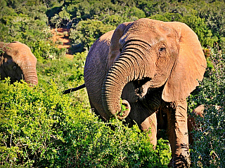 Krugerův národní park je divoké srdce Jihoafrické republiky (Jihoafrická republika)