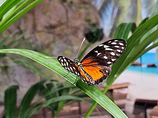 Prozkoumejte tropický ostrov motýlů v centru Ostravy