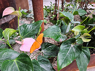 Papilonie Ostrava (Česká republika)