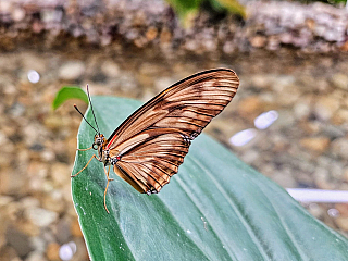 Papilonie Ostrava (Česká republika)