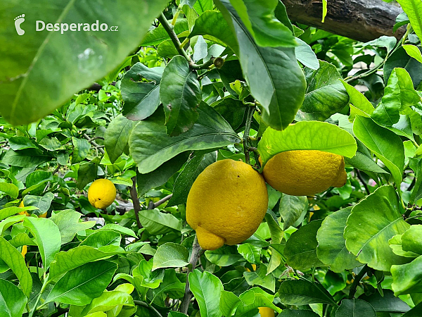 Limonaia del Castèl  v Limone Sul Garda (Lombardie - Itálie)