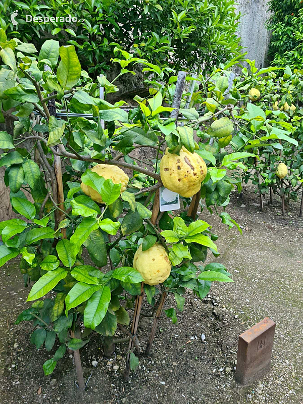 Limonaia del Castèl  v Limone Sul Garda (Lombardie - Itálie)