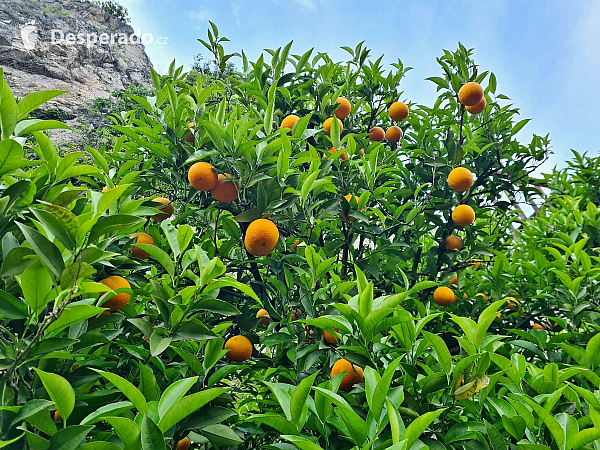 Limonaia del Castèl  v Limone Sul Garda (Lombardie - Itálie)