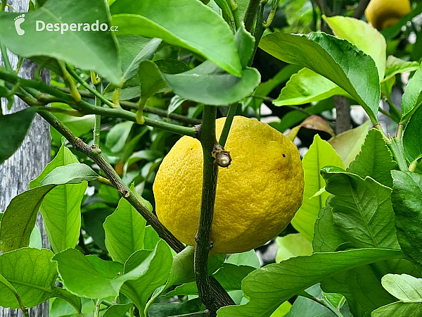 Limonaia del Castèl  v Limone Sul Garda (Lombardie - Itálie)