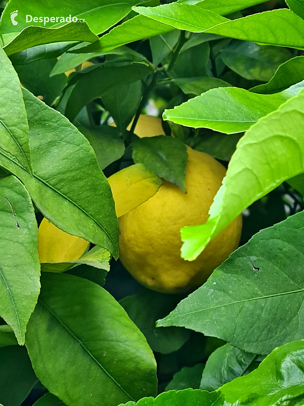 Limonaia del Castèl  v Limone Sul Garda (Lombardie - Itálie)