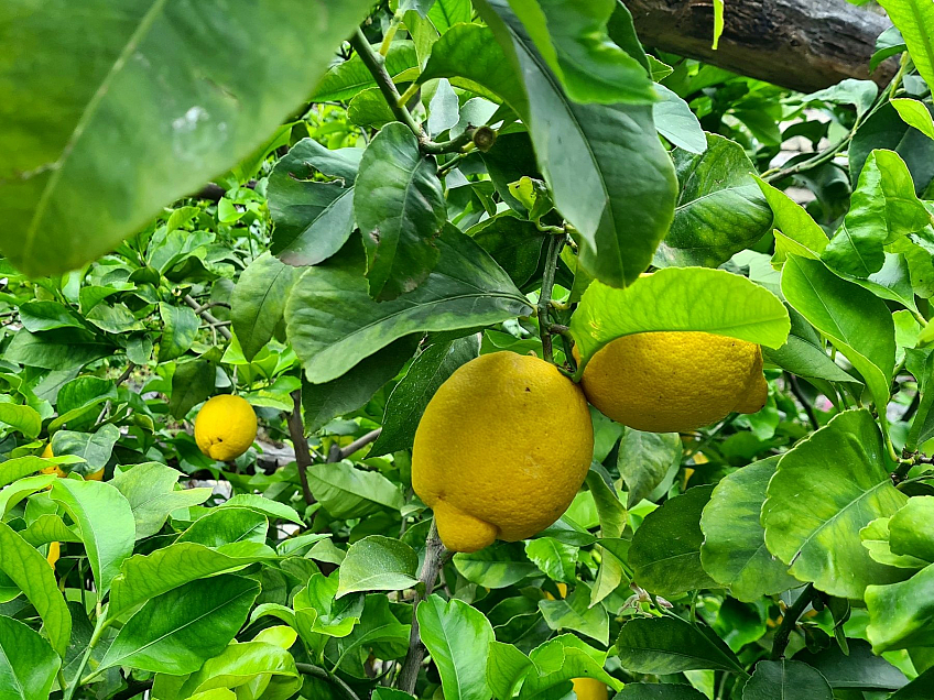 Limonaia del Castèl  v Limone Sul Garda (Lombardie - Itálie)