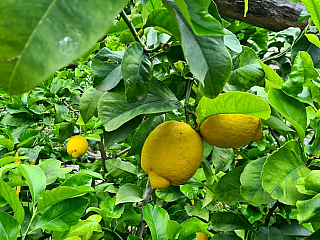 Limonaia del Castèl: Historie a krása citronů v Limone Sul Garda (Itálie)