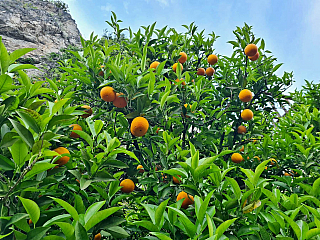 Limonaia del Castèl  v Limone Sul Garda (Lombardie - Itálie)