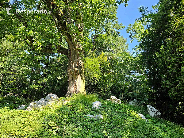 Arboretum Bílá Lhota na Hané (Česká republika)