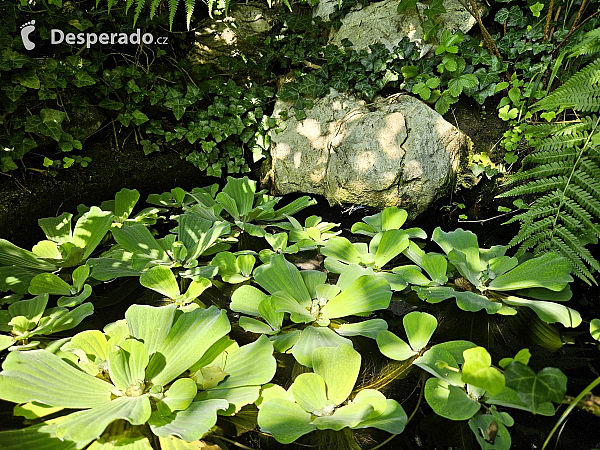 Arboretum Bílá Lhota na Hané (Česká republika)