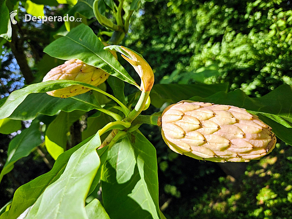 Arboretum Bílá Lhota na Hané (Česká republika)