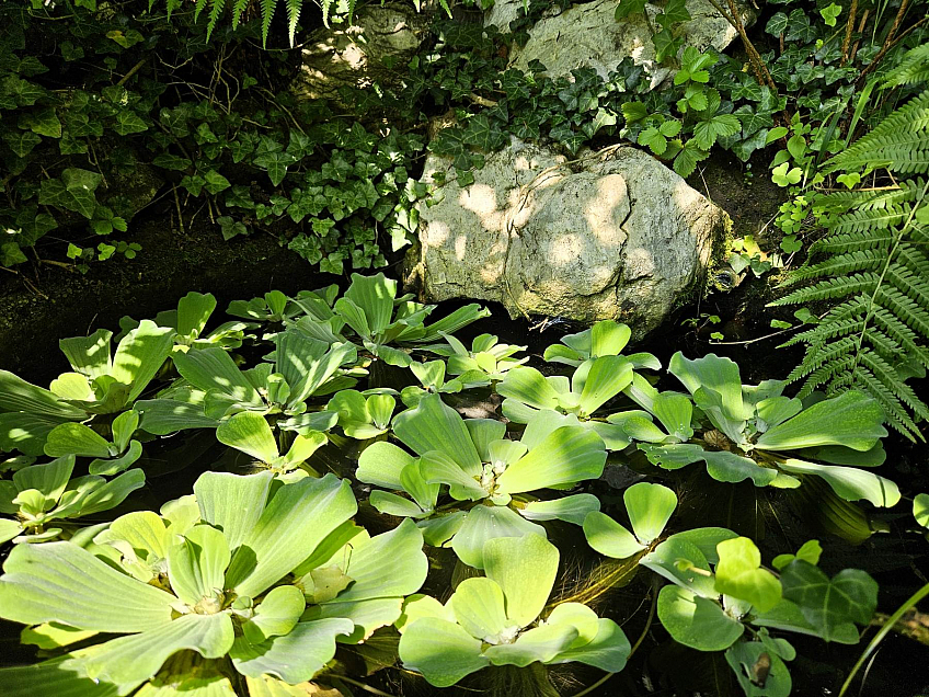 Arboretum Bílá Lhota na Hané (Česká republika)