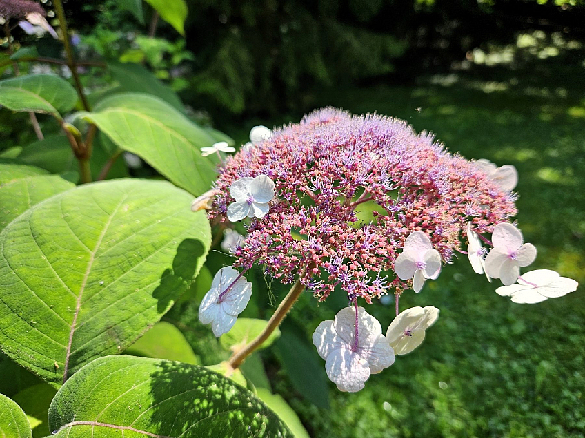 Arboretum Bílá Lhota na Hané (Česká republika)