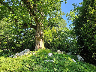 Arboretum Bílá Lhota na Hané (Česká republika)