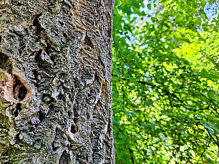 Arboretum Bílá Lhota na Hané (Česká republika)