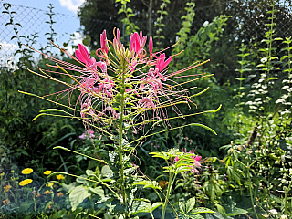 Arboretum Bílá Lhota na Hané (Česká republika)