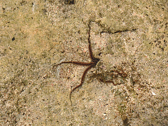 Zelený ostrov - Green Island (Taitung - Tchaj-wan)