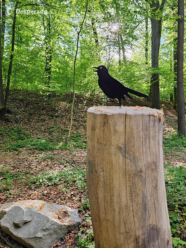 Cesta vody - ptáček (Bělský les - Ostrava)