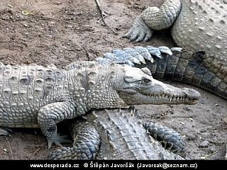 Cesta kolem světa (Střední Amerika)