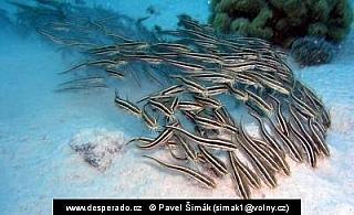 Plotos páskovaný (Egypt)