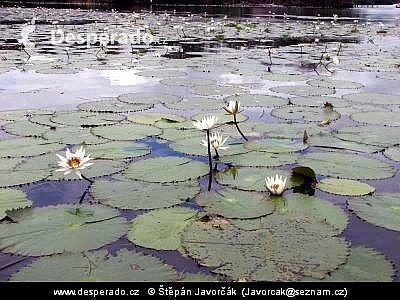 Lekníny (Honduras)