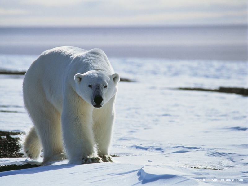 Lední medvěd (Grónsko)