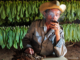 Tabáková plantáž ve Viňales (Kuba)