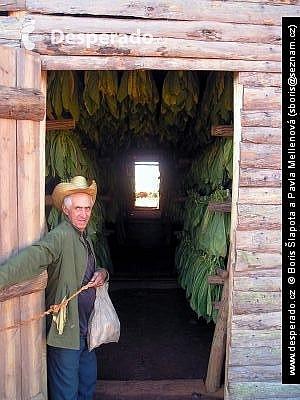 Tabáková plantáž ve Viňales (Kuba)