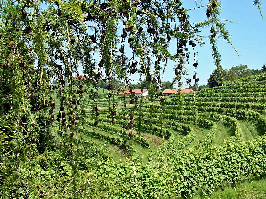 Jeruzalémská vinařská oblast (Slovinsko)