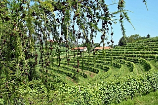 Jeruzalémská vinařská oblast (Slovinsko)