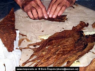 Výroba doutníků (Kuba)