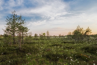 Příroda v Estonsku