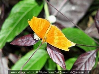Boquete (Panama)