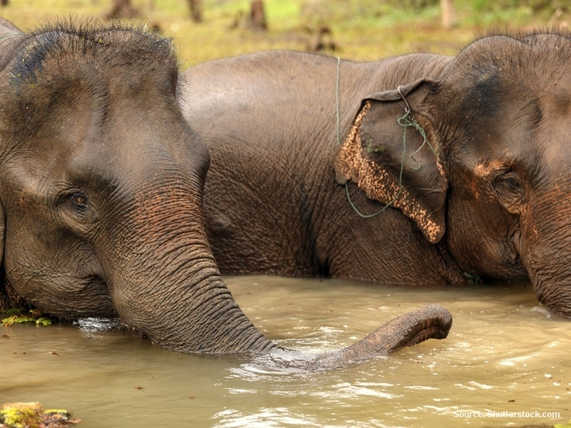 Sloni (Laos)