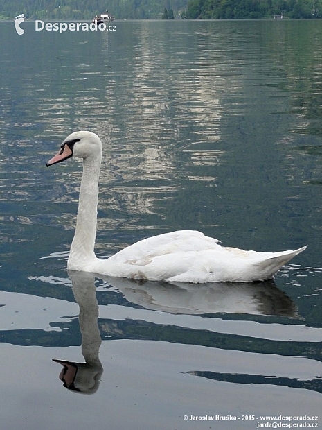 Hallstatt (Rakousko)