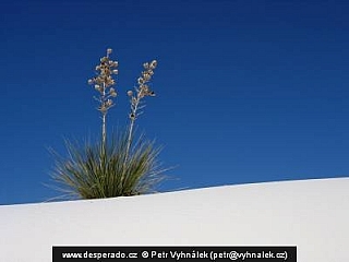 Americká poušť (USA)