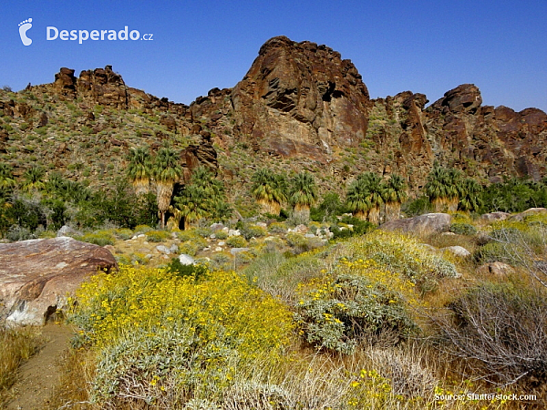 Palm Canyon (Arizona - USA)