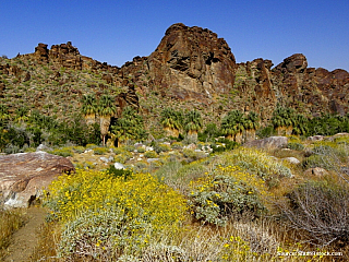 Americká poušť II. - část 2. PALM CANYON