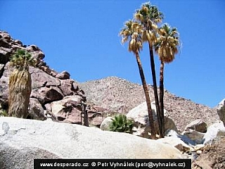 Palm Canyon (Arizona - USA)